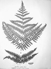 Pteridium aquilinum subsp. aquilinum image